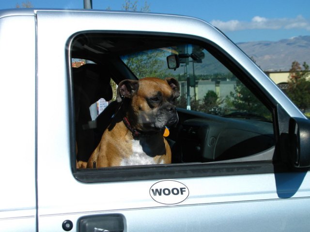 Funny And Cute Dogs (26 pics)
