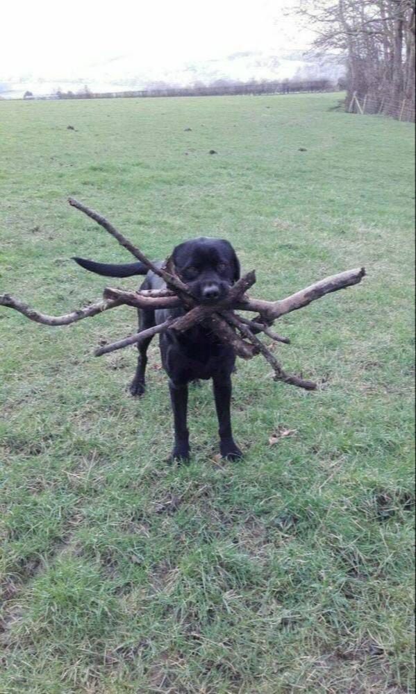 Funny And Cute Dogs (26 pics)