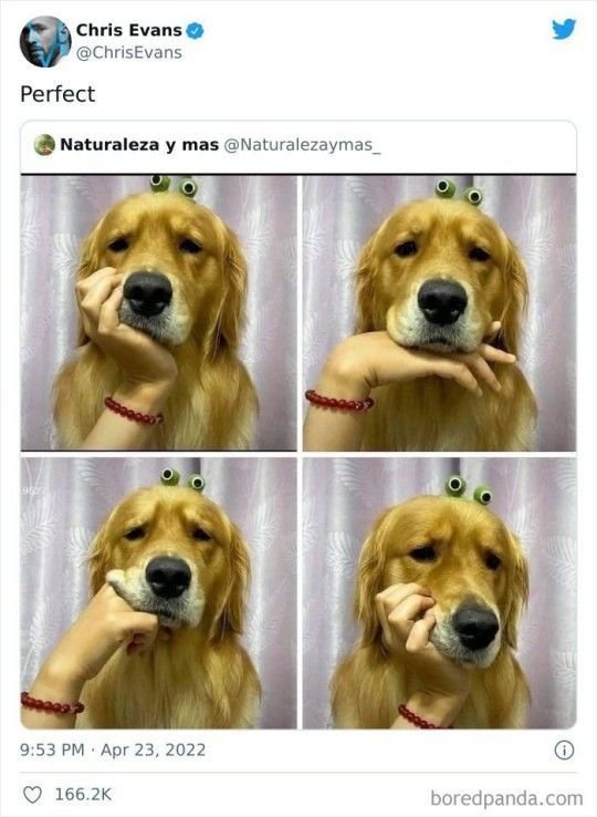Funny And Cute Dogs (26 pics)