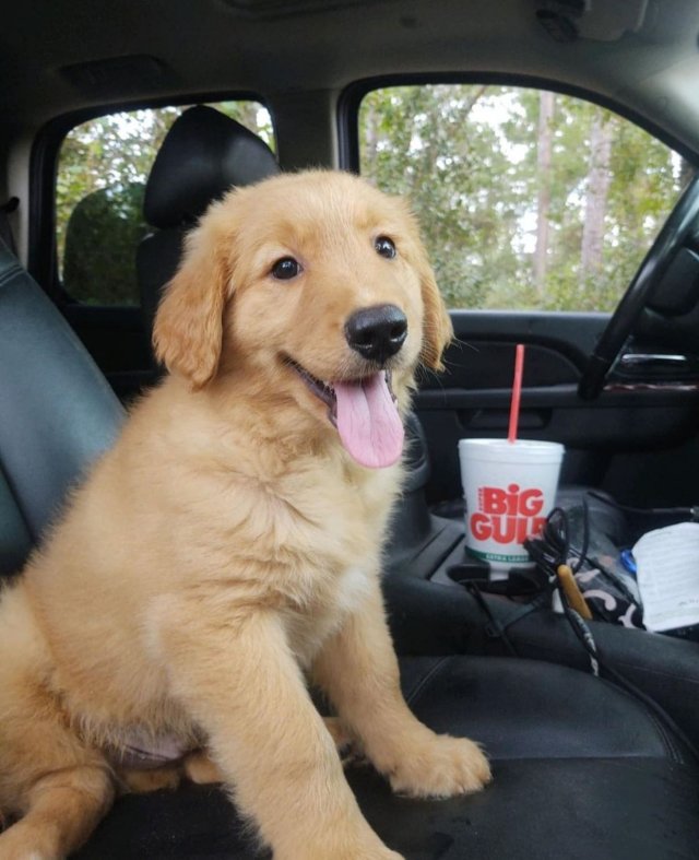 Funny And Cute Dogs (26 pics)