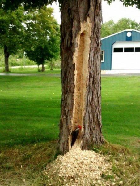 Strange Finds And Situations (46 pics)