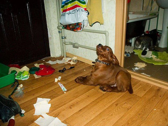 Strange Finds And Situations (46 pics)