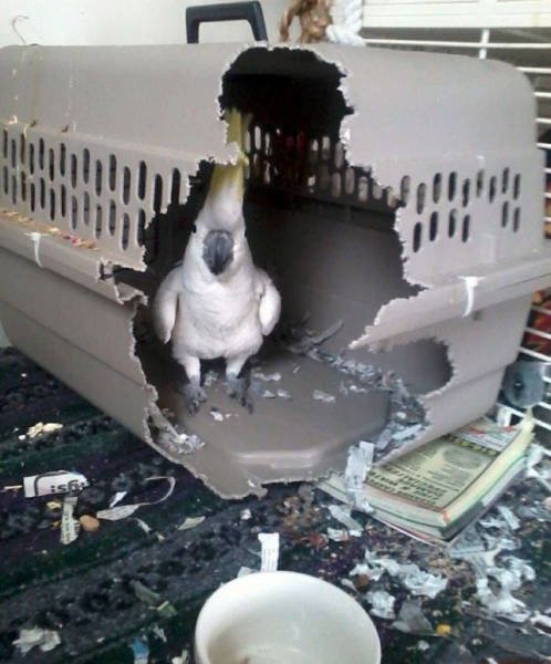 Strange Finds And Situations (46 pics)