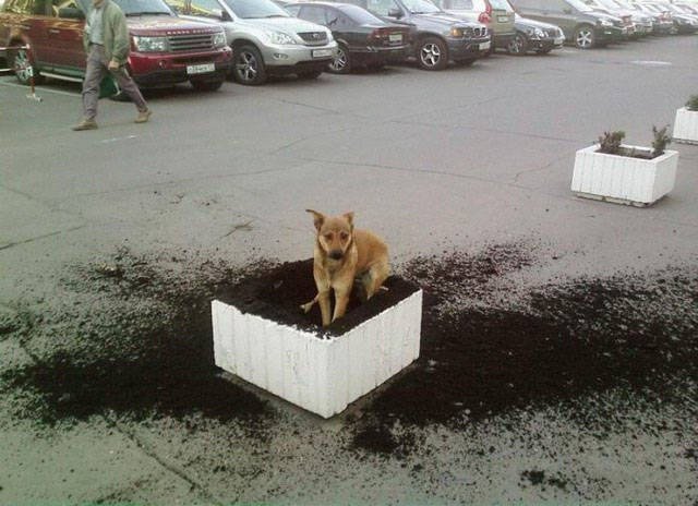 Strange Finds And Situations (46 pics)