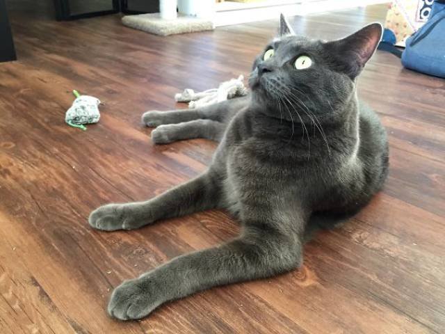People Share Their Funny Cats (45 pics)