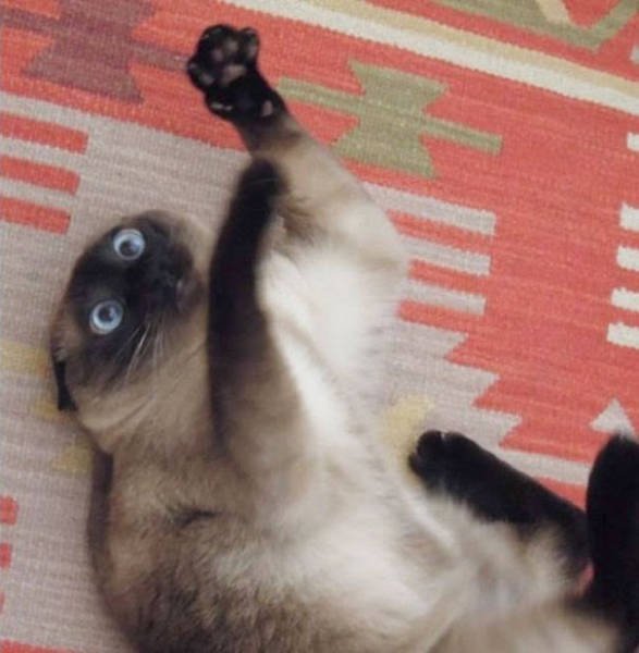 People Share Their Funny Cats (45 pics)