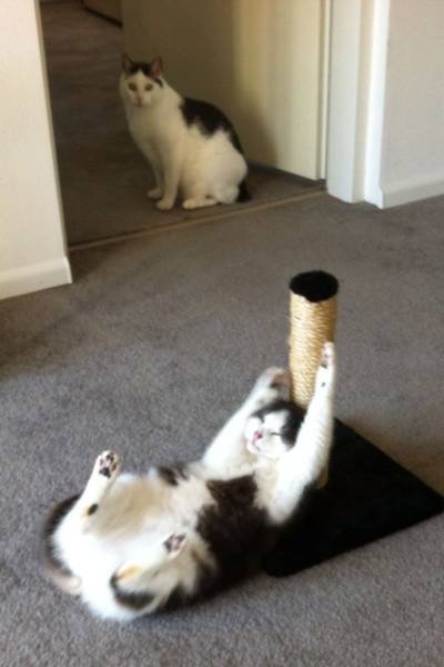 People Share Their Funny Cats (45 pics)