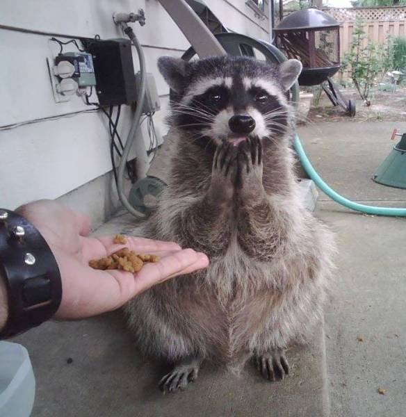 Cute Thieves (26 pics)