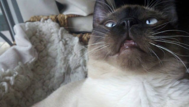 People Share Their Funny Cats (45 pics)