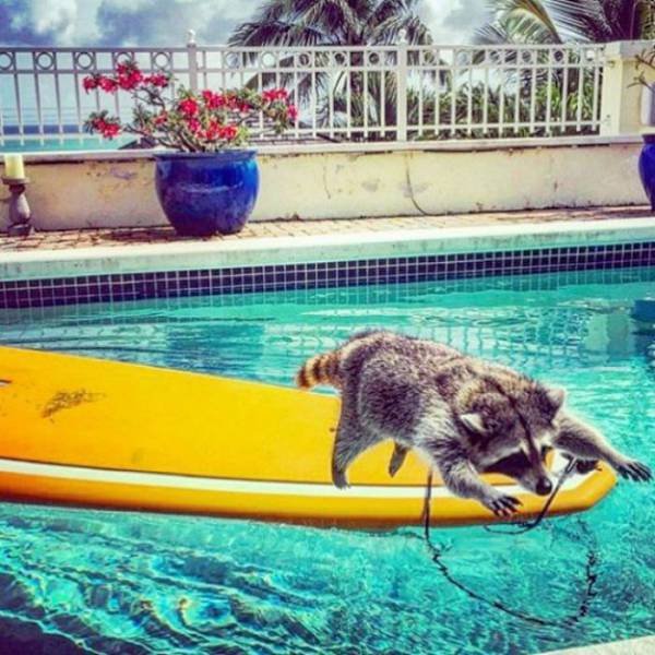 Cute Thieves (26 pics)