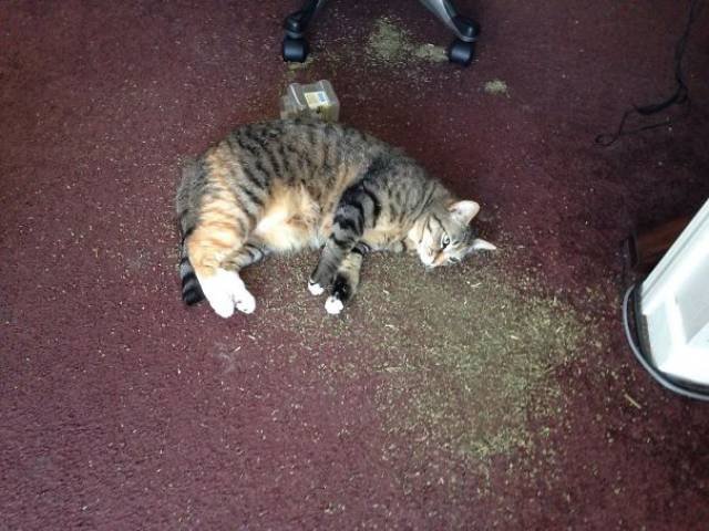 People Share Their Funny Cats (45 pics)