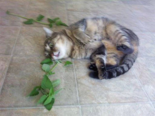 People Share Their Funny Cats (45 pics)