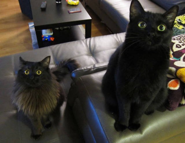 People Share Their Funny Cats (45 pics)