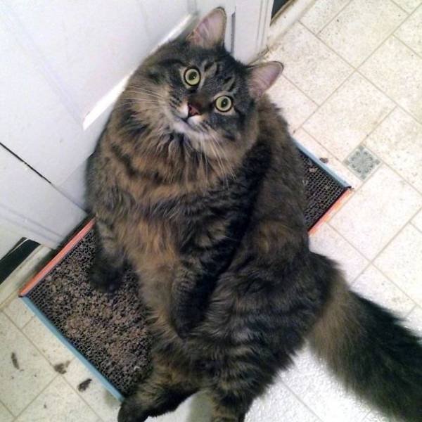 People Share Their Funny Cats (45 pics)