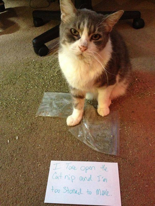 People Share Their Funny Cats (45 pics)
