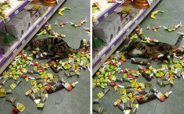 People Share Their Funny Cats (45 pics)