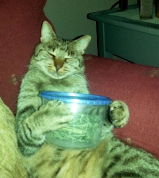 People Share Their Funny Cats (45 pics)