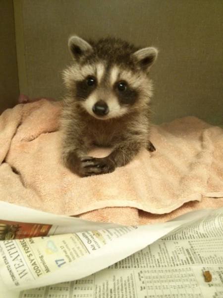 Cute Thieves (26 pics)