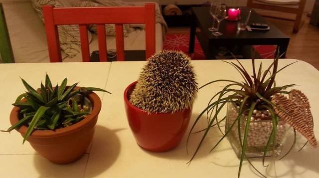 Funny Hedgehogs (60 pics)