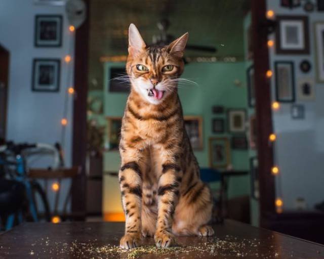 People Share Their Funny Cats (45 pics)