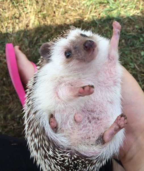 Funny Hedgehogs (60 pics)