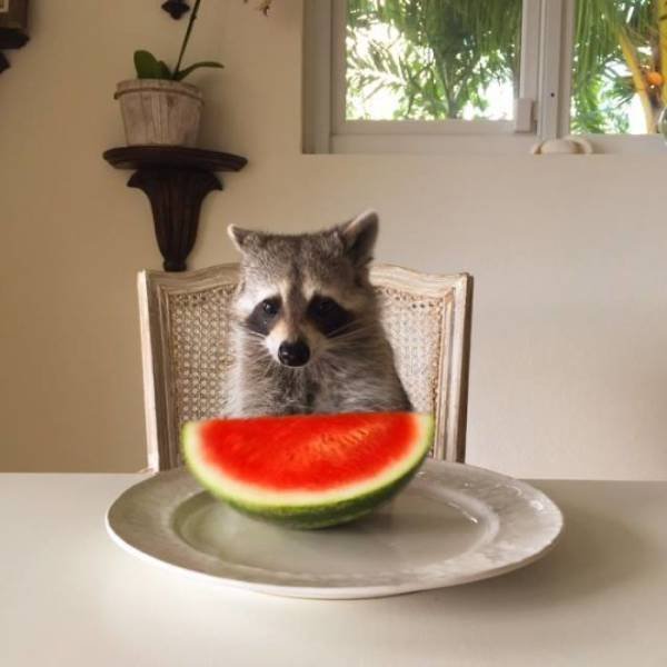 Cute Thieves (26 pics)