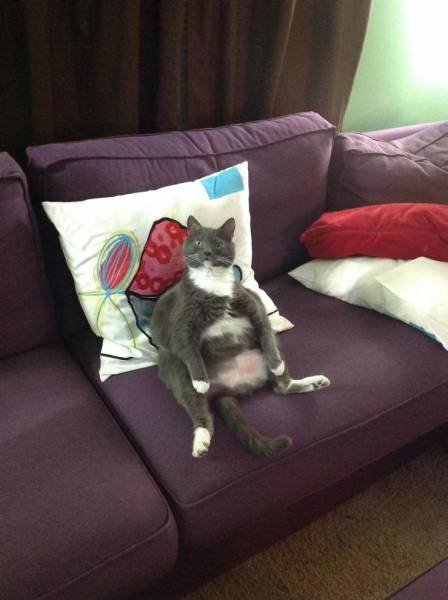 People Share Their Funny Cats (45 pics)