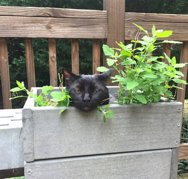 People Share Their Funny Cats (45 pics)