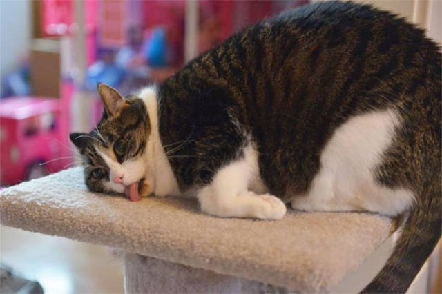 People Share Their Funny Cats (45 pics)