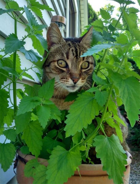 People Share Their Funny Cats (45 pics)