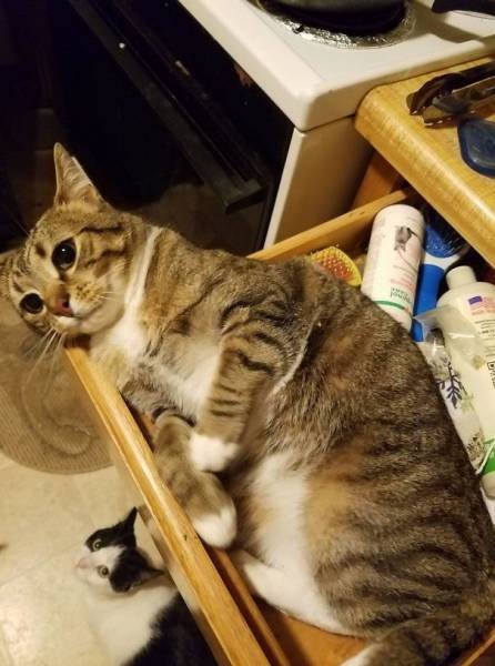 People Share Their Funny Cats (45 pics)