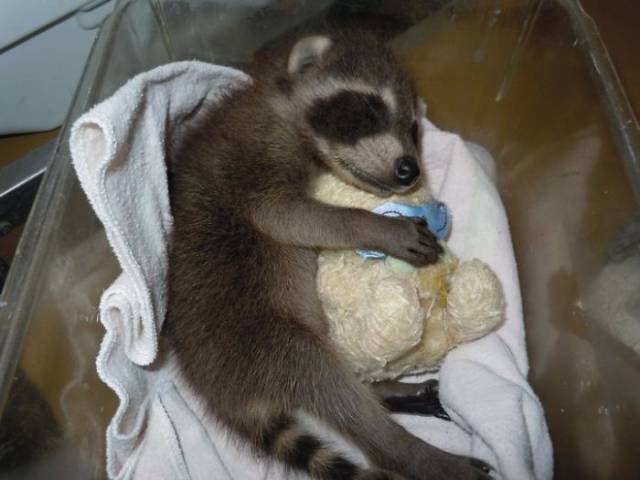 Cute Thieves (26 pics)