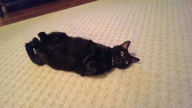 People Share Their Funny Cats (45 pics)