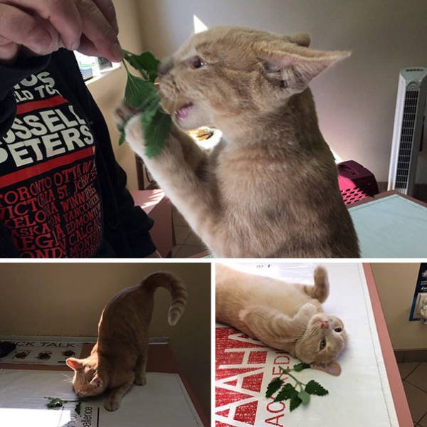 People Share Their Funny Cats (45 pics)
