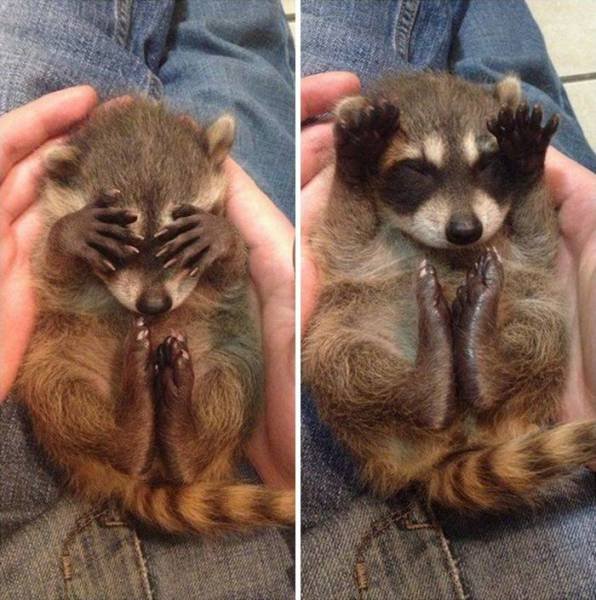 Cute Thieves (26 pics)