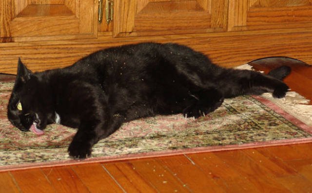 People Share Their Funny Cats (45 pics)