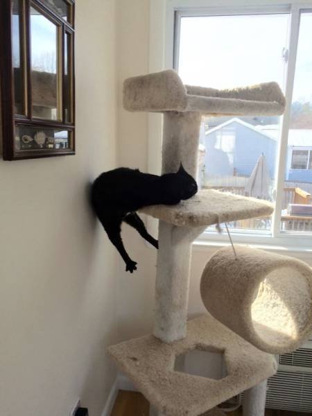 People Share Their Funny Cats (45 pics)