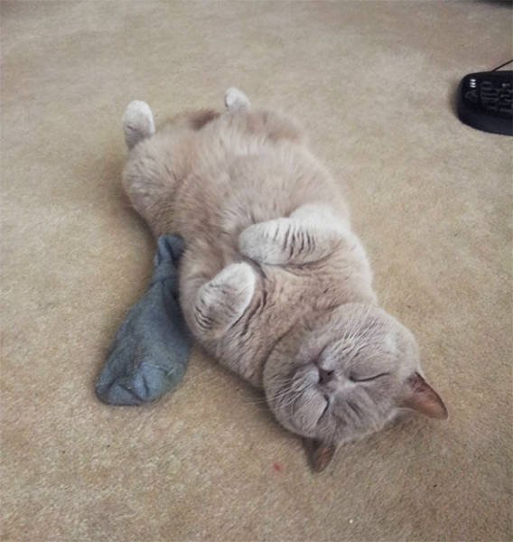 People Share Their Funny Cats (45 pics)