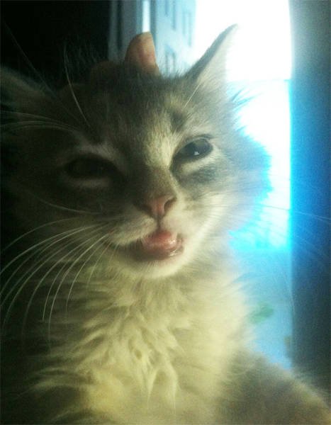 People Share Their Funny Cats (45 pics)