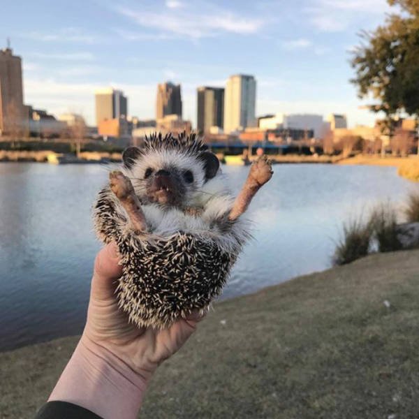 Funny Hedgehogs (60 pics)