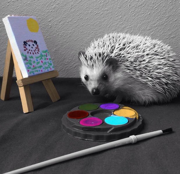 Funny Hedgehogs (60 pics)