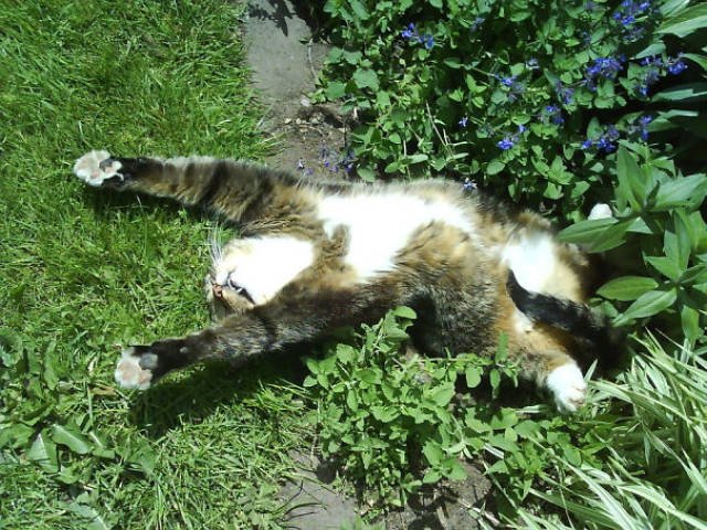 People Share Their Funny Cats (45 pics)
