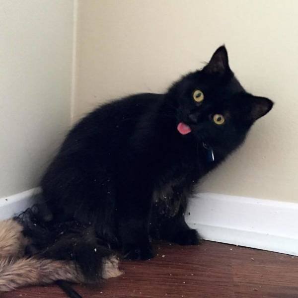 People Share Their Funny Cats (45 pics)