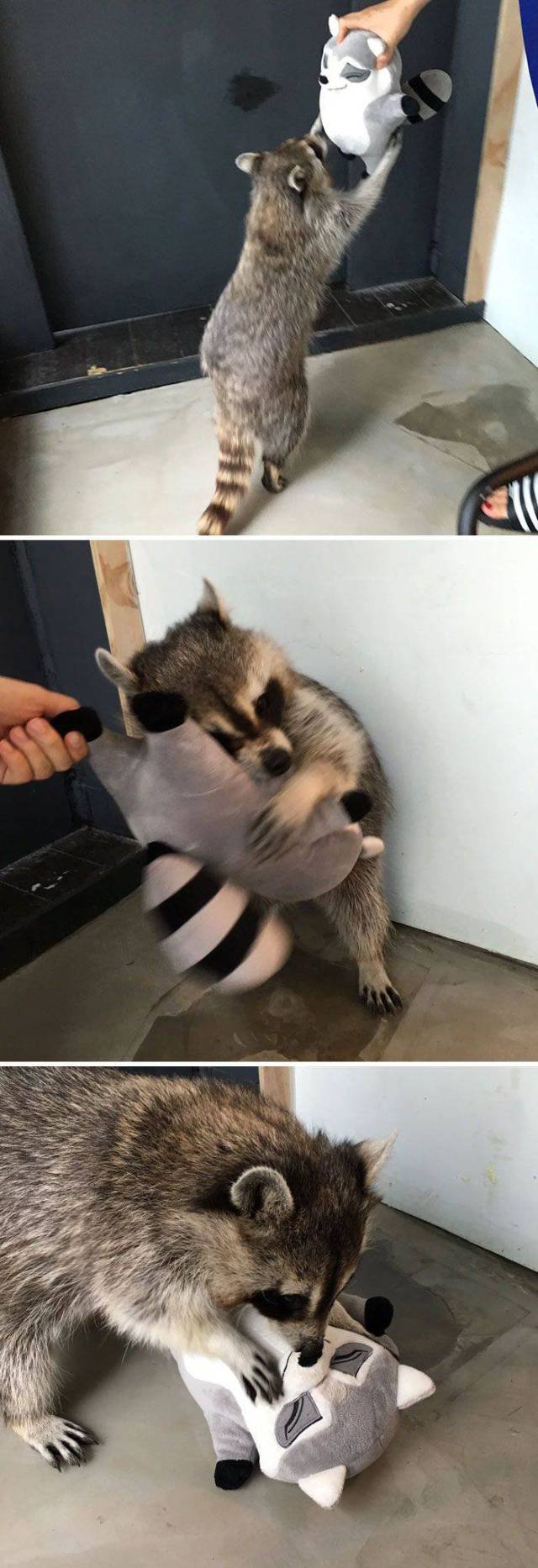 Cute Thieves (26 pics)