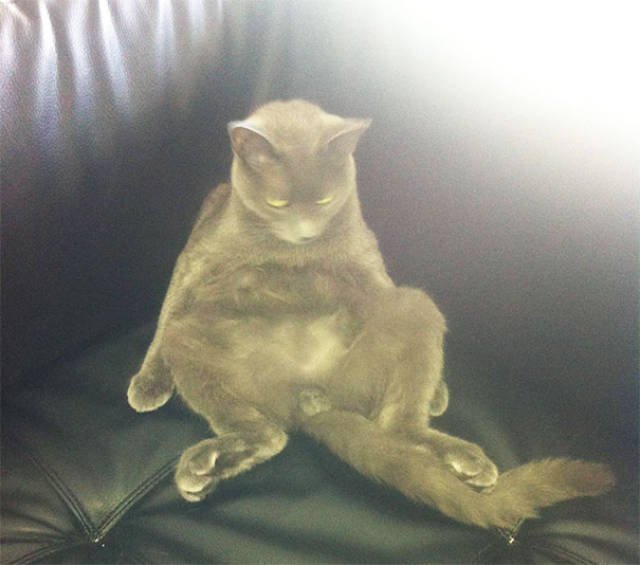 People Share Their Funny Cats (45 pics)