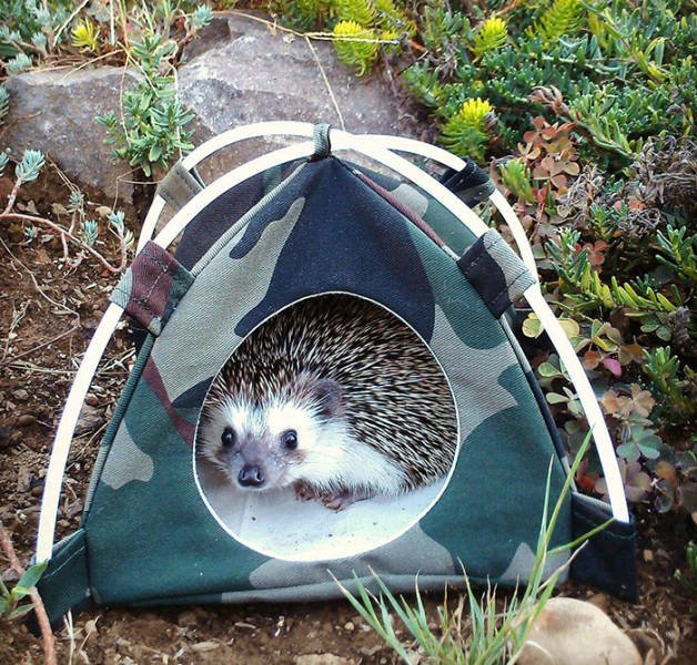 Funny Hedgehogs (60 pics)