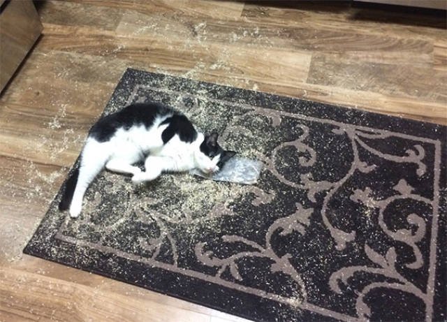 People Share Their Funny Cats (45 pics)