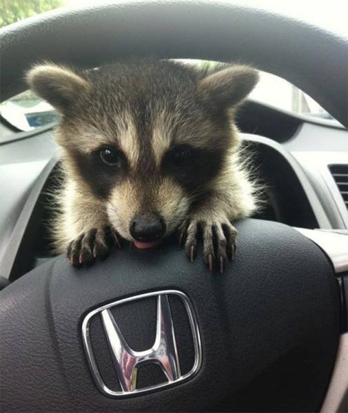 Cute Thieves (26 pics)