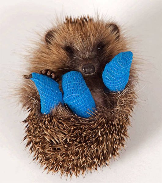 Funny Hedgehogs (60 pics)