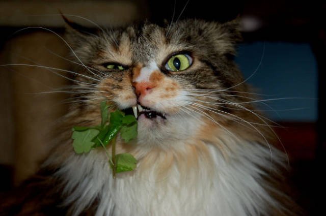 People Share Their Funny Cats (45 pics)